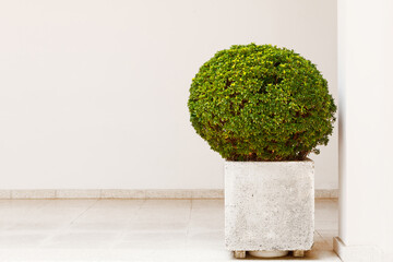 Beautiful decorative shrub in the shape of a ball, in a square stone pot.