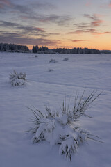 Obraz premium Fresh snow at sunset with beautiful dramatic sky in Eifel Nationalpark 
