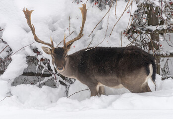 Fallow deers (Dama dama) trying to feed on grass below the thick snow layers in Lindenhof,...