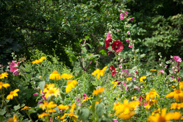 Piękne kwiaty łąka i krajobraz  w lecie