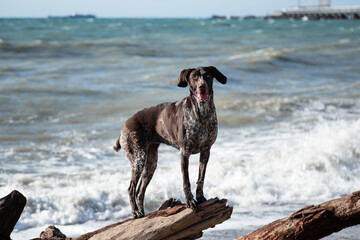Charming sports hunting German breed smooth haired cop. Kurzhaar brown with spots standing on large log on background of blue sea and posing.