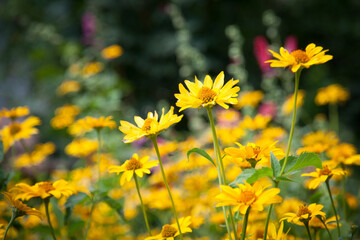 Piękne kwiaty łąka i krajobraz  w lecie