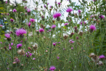 Piękne kwiaty łąka i krajobraz  w lecie
