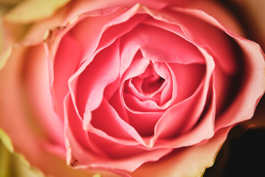 Macro view of pink gentle rosebud with fragile petals growing in summer garden