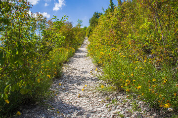 Piękne kwiaty łąka i krajobraz  w lecie
