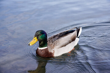 Duck floating in the water looking for food eating