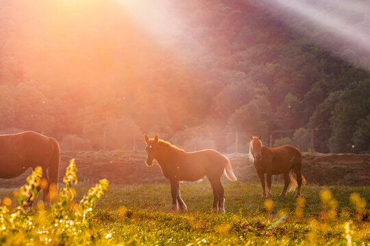 Side view of horses eating grass and grazing in lush grassland in highland area at sunrise