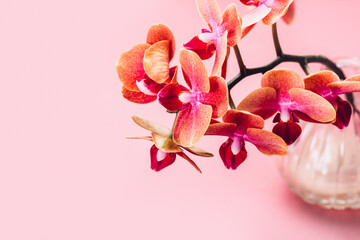Orange Phalaenopsis Orchid Plant or Moth Orchid in Vase on Pink Background