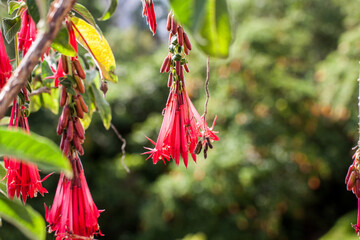 Fuchsia boliviana Carrière