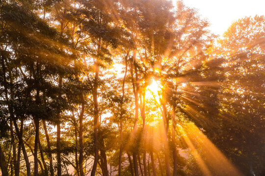 From below scenery of bright sun rays penetrating branches of tall trees in morning forest