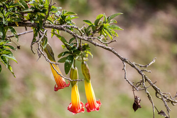 Brugmansia sanguinea, the red angel's trumpet