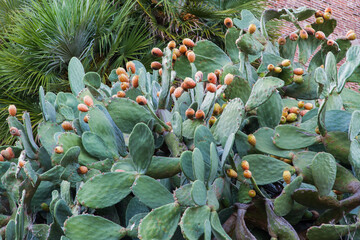 Fototapeta premium Cactus with fruits in Elba, Italy