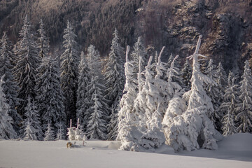 snow covered trees