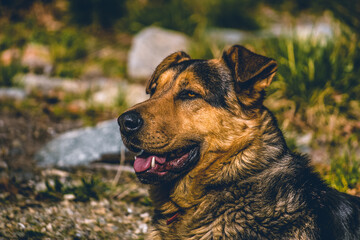 portrait of a dog