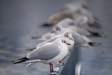A row of black-faced gulls in their winter pluamge on the shores of the upper Zurich Lake (Obersee), near Rapperswil-Jona, St. Gallen, Switzerland