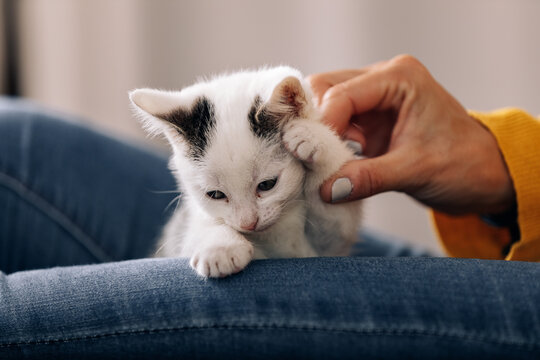 Crop anonymous female owner stroking cute kitty while resting at home
