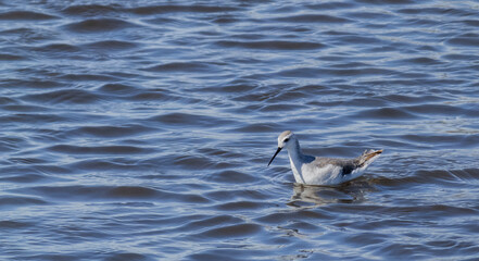 a solitary archibebe bird looking down swimming in blue water with plenty of room for text, scientific name of the species Tringa stagnatilis of the family Scolopacidae