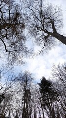 trees and sky