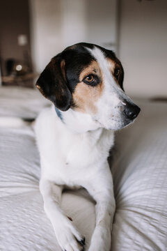 Adorable Treeing Walker Coonhound dog lying on soft bed in bedroom and looking away