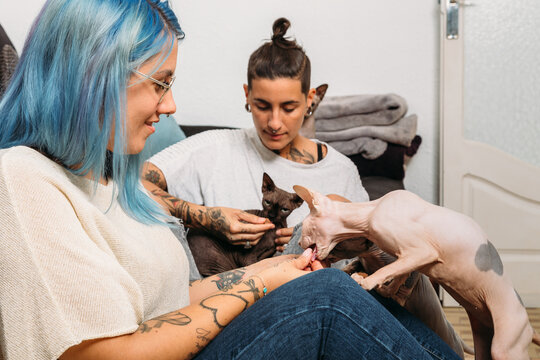 Tattooed young girlfriend giving snacks to hairless Sphynx cats while chilling on sofa at home together