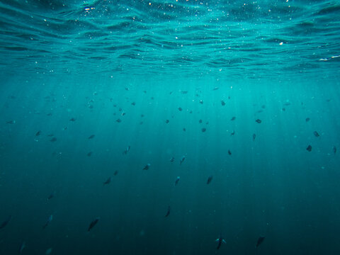 Sea ecosystem with fish stream in dark blue underwater