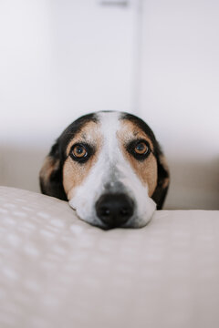 Adorable Treeing Walker Coonhound dog lying on soft bed in bedroom and looking away