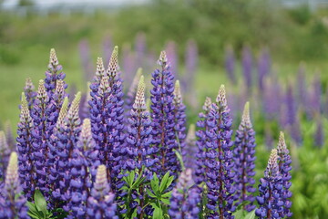 Lavender flowers in the garden. Flowers in the field.
Wildflowers.