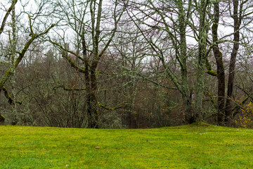Moss wrapped old trees and bushes in autumn with green grass lawn around in Turaida Museum Reserve of Gauja National Park, Latvia. Healthy environment concept background.