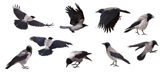 set of nine grey crows