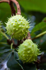 Horse Chestnut Tree or Conker Tree (in german Gewöhnliche Rosskastanie) Castanea sativa