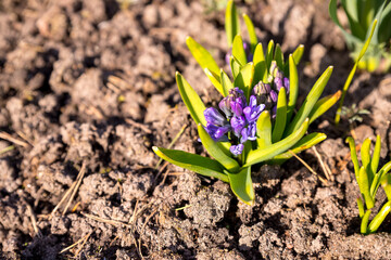 Spring Purple Hyacinths.Purple Hyacinthus orientalis in the garden. Blooming violet hyacinth flowers with plenty of green leaves. Beautiful early spring flowers used to celebrate Easter.