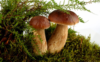 Still life with porcini mushrooms 