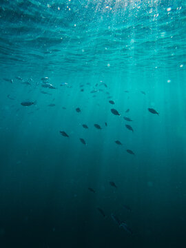 Sea ecosystem with fish stream in dark blue underwater