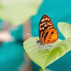 Orange ithomia, genus of clearwing (ithomiine) butterfly, Mindo, Ecuador.