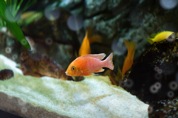 Obraz na płótnie Canvas Small goldfish in the aquarium on the background of algae