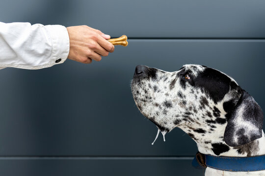 Side view of crop anonymous male giving bone and feeding Great Dane dog while standing on street