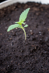 cannabis, plant, pot, growing, herb, hemp, sprout, seedling, medicine, marijuana, drug, weed, grow, agriculture, medicinal, garden, growth, green, leaf, natural, nature, medical, strain, farm, alterna