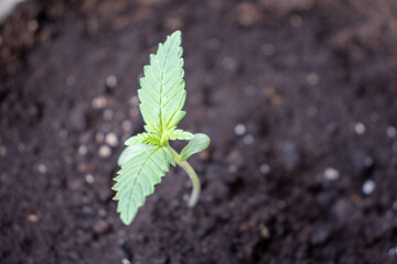 cannabis, plant, pot, growing, herb, hemp, sprout, seedling, medicine, marijuana, drug, weed, grow, agriculture, medicinal, garden, growth, green, leaf, natural, nature, medical, strain, farm, alterna