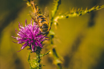 bee on a flower
