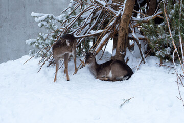Two young European roe deer near pine branches. Beautiful animals Capreolus on the snow in the...
