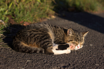 Naklejka na ściany i meble A homeless cat sleeps in a ball on the asphalt. Animal resting in the sun