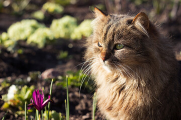 Naklejka na ściany i meble Fluffy cat sits among flowers in spring. Pet in a flowerbed with irises and primrose. Spring