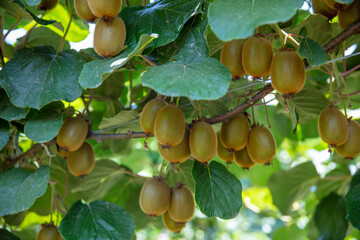 Kiwi picking season. Kiwi on a kiwi tree plantation with with huge clusters of fruits. Garden with...