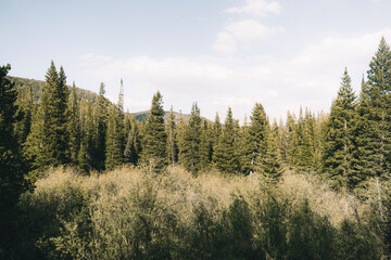 Green Lush Trees at Colorado Alpine Lake