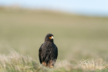 The striated caracara (Phalcoboenus australis)