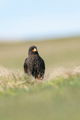 The striated caracara (Phalcoboenus australis)