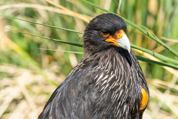 The striated caracara (Phalcoboenus australis)