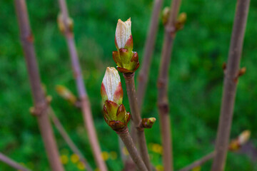 .Opening buds on the branches of a young chestnut in the spring on a natural background.
