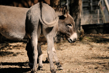 Mini donkey butt close up with companion on farm.