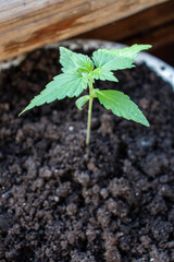 cannabis, plant, pot, growing, herb, hemp, sprout, seedling, medicine, marijuana, drug, weed, grow, agriculture, medicinal, garden, growth, green, leaf, natural, nature, medical, strain, farm, alterna